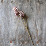 Heirloom Thistle Stem