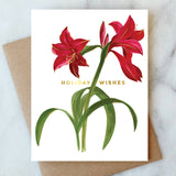 Amaryllis Holiday Card