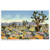 Joshua Trees In The Desert Postcard