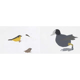 A Book Of Birds