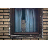 Ed Panar | Animals That Saw Me