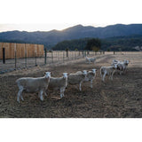 Ed Panar | Animals That Saw Me