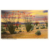 Ocotillo Blooming Postcard