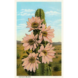 Cactus In Bloom Postcard