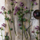 Single Stem Masterwort Flowers