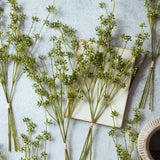 Single Stem Succulent Bunch | Green