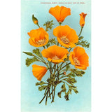 California Poppies Postcard