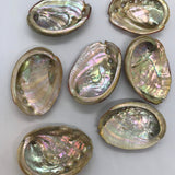 Abalone Shell
