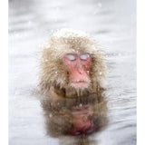 Onsen Saru Hot Spring Bath Fizz
