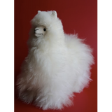 Llama White | Medium